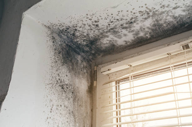 Affordable Mold Remediation solutions in Annandale, NJ