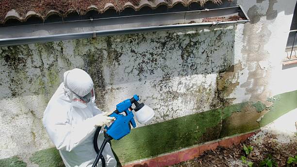 Trusted Mold Remediation service in Annandale, NJ - Cheap Mold Removal